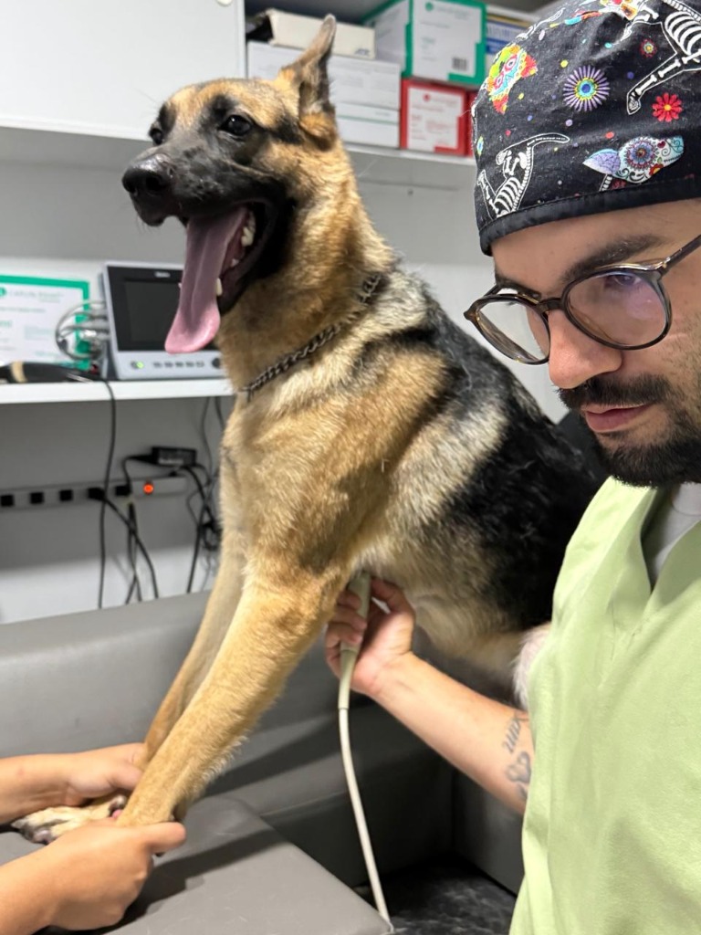 Dr. Daniel Sandoval, cardiólogo veterinario realizando ecocardiograma a un perro en Santa Marta